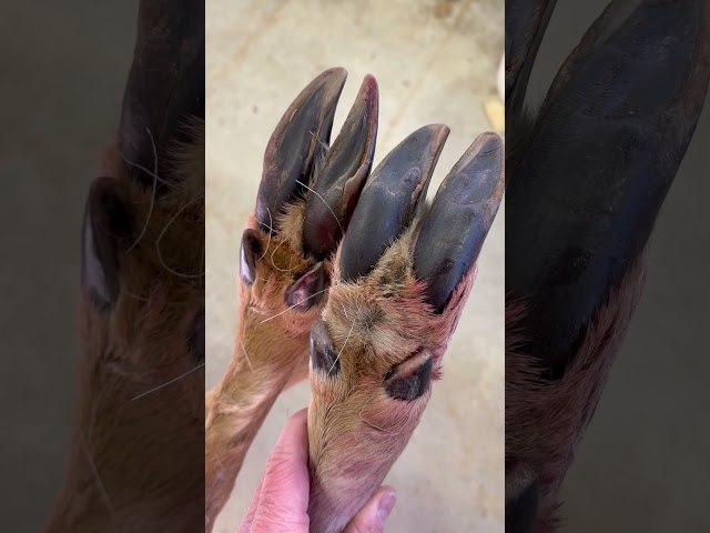 Identifying big old bucks from their tracks