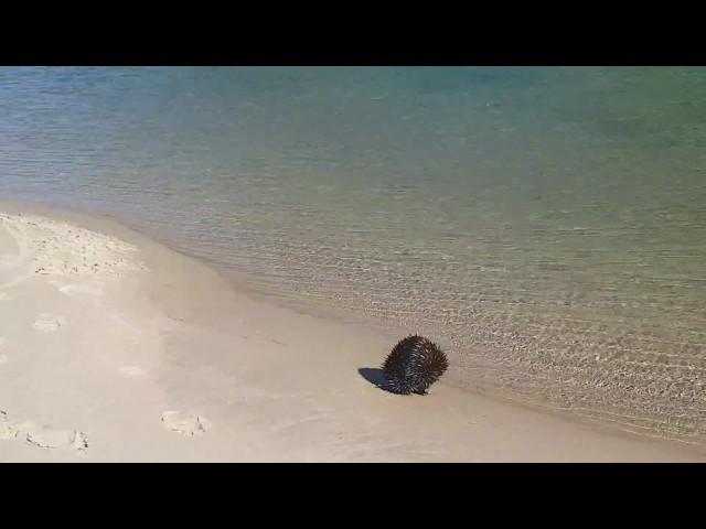 Swimming Echidna