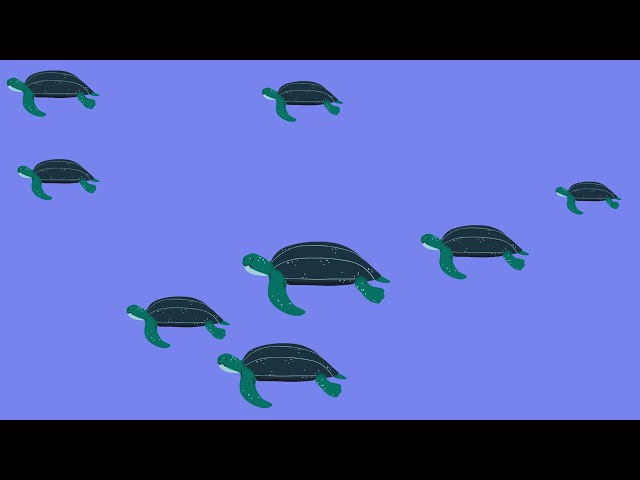 How would a turtle see our oceans?