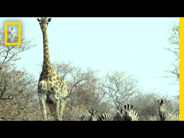 Big Trophy Hunting | Explorer