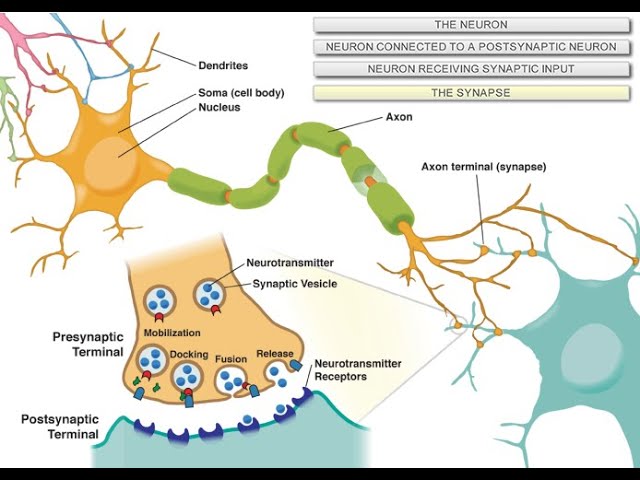 Intro to Neuroscience