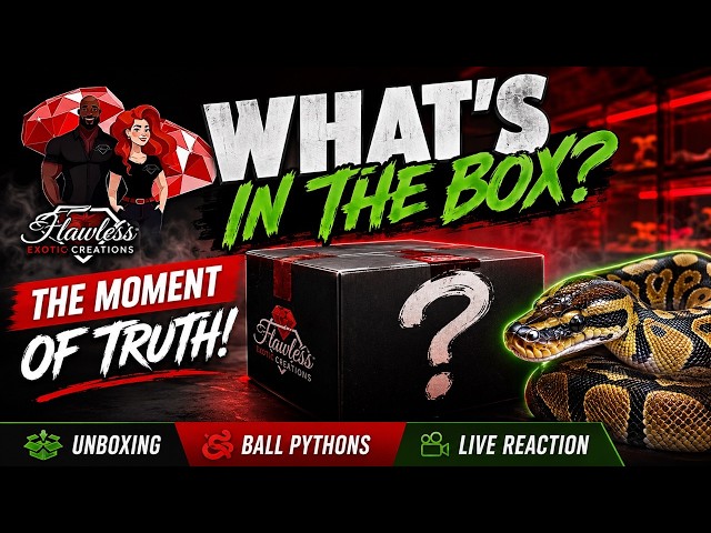 What’s In The Box? Desert Ghost Pied Clutch Reveal! You Won’t Believe the Results!