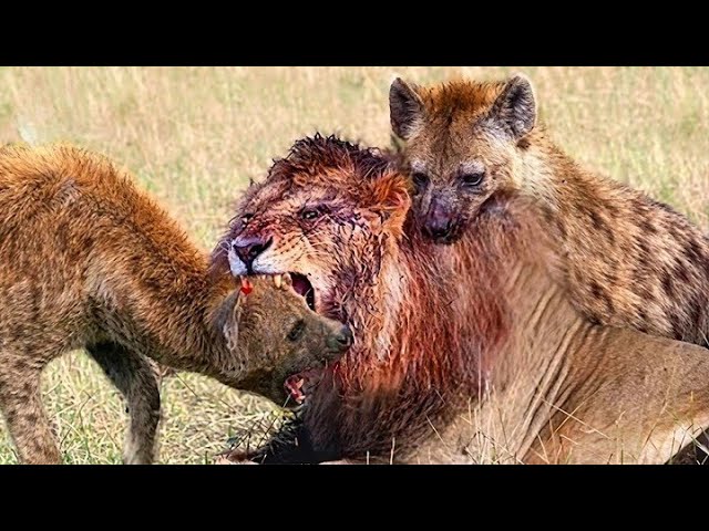 Craziest Lion Attacks Ever Caught On Camera #NatureDocumentary | Wild Animals #8