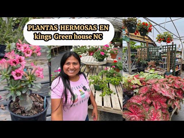 A beautiful treasure at Kings Greenhouse NC Nursery: Geraniums, Desert Roses, and more