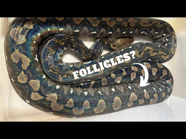 New Super Dwarf Breeder VLOG | What I'm seeing in the snake room
