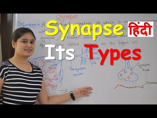 Lecture 12 | Synapse Physiology in Hindi | Types |  Classification of synapse | Functions