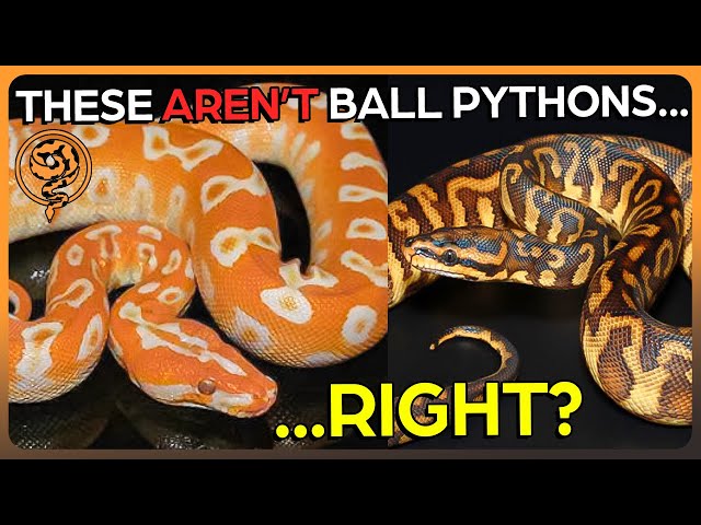The Rarest Ball Python Breeding Project: HYBRIDS (Halloween Special)