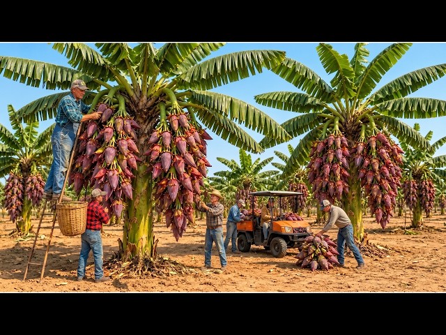 Inside the World's Largest Banana Blossom Harvest | Full Processing Process