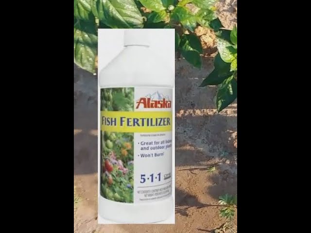 Does 511 fish fertilizer work?  |  A side by side comparison