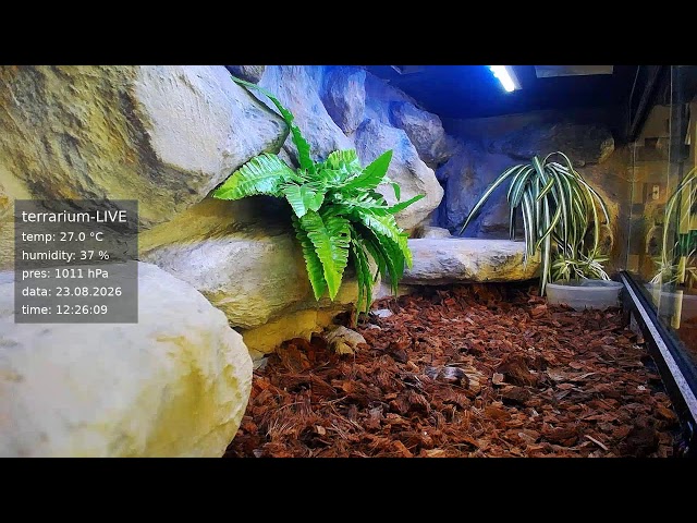terrarium-LIVE 🔴 23/08/2026 🐍 Ball Python Regius Snake
