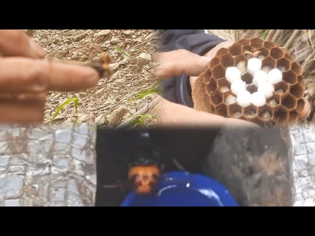 Asian Giants Hornet Nest.  Interesting Vlog #Toviswuvlog