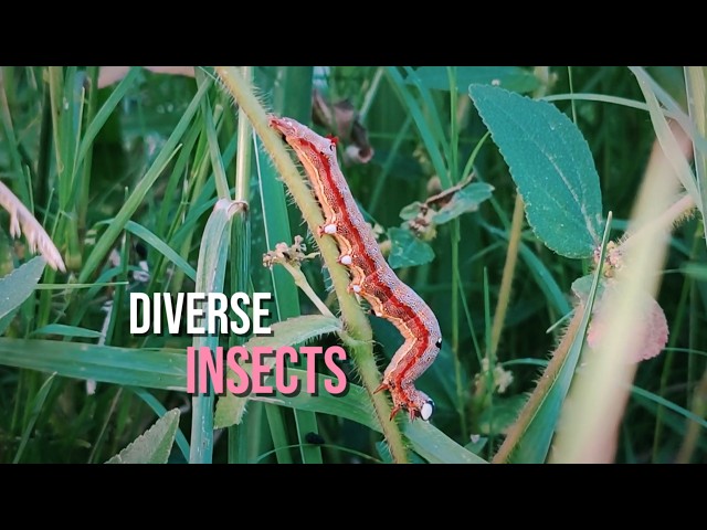 The hidden life in the grass, macro journey