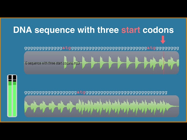 An auditory display tool for DNA sequence analysis 02