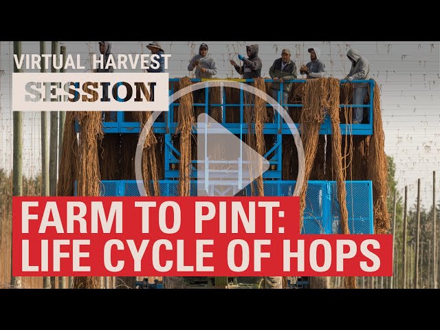 Farm to Pint: Exploring the Life Cycle of Hops (2020 Virtual Harvest)