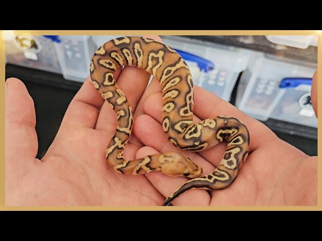 Ball Python Egg Cutting #1 - I Was Blown Away By This Clutch! 