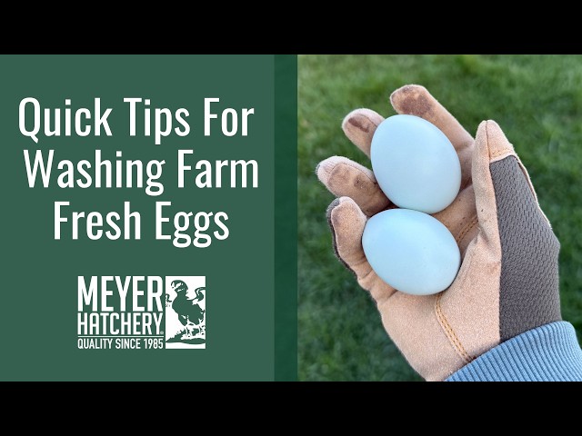 Quick Tips For Washing Farm Fresh Eggs
