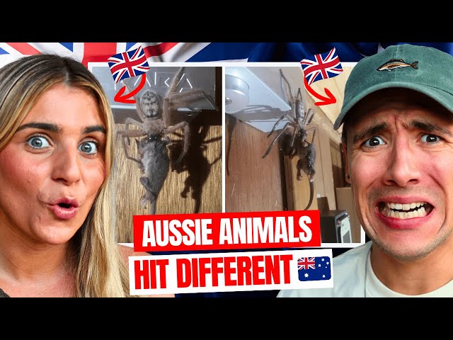 Brits React to INSANE Aussie Animal Encounters
