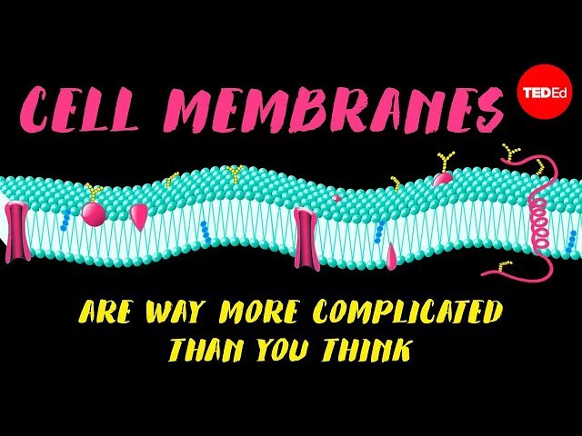 Cell membranes are way more complicated than you think - Nazzy Pakpour