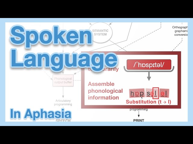Aphasia & the Psycholinguistic Model: Explaining Breakdowns in Speech & Comprehension