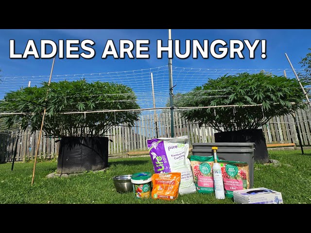 2026 Outdoor Grow: Feeding The Ladies For The Massive Pre-Flower Stretch! 🔋