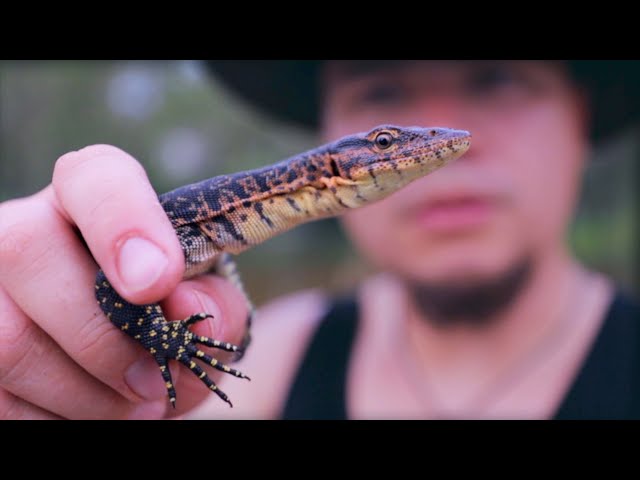 We FOUND The Rarest Python in the World