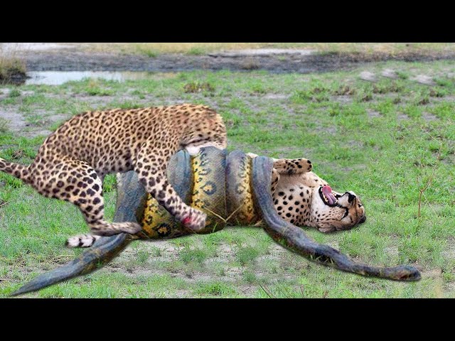 Leopard vs Big Python Snake Real Fight    Leopard Wild Big Battle   Most Amazing...