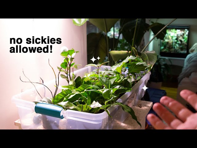 Prepping Plants For a Bioactive Enclosure