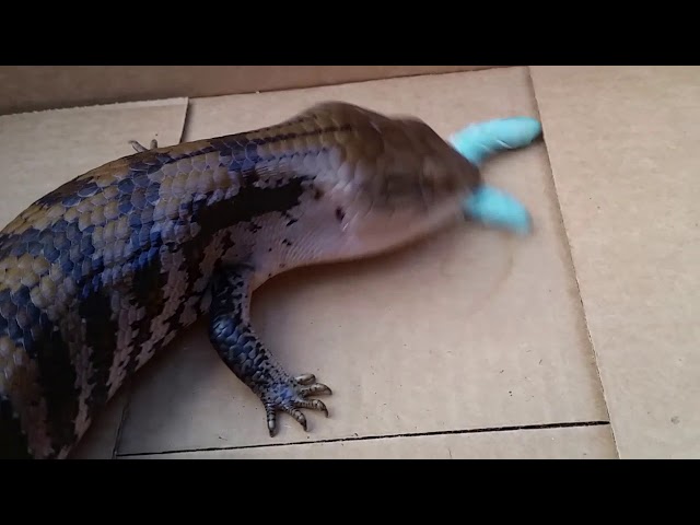 deadly hunter floridian predator thirst for blood HD 4k nat geo raw [[EXPLICIT]]]