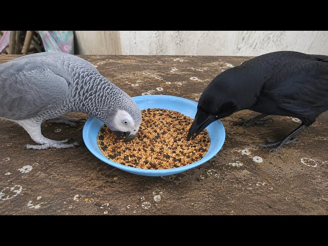 When TALKING Parrot and a Crow Became Best Friends 😂 Best Birds Video