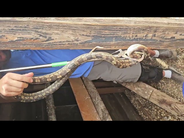 Guess this is going to be a snake removal page...lol made a fun kids song.
