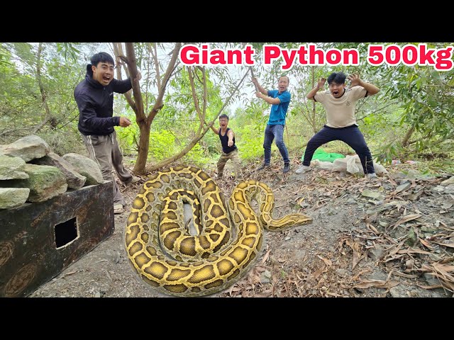 Five Brave Hunters Rescue Two Young Men from a Giant 500kg Python