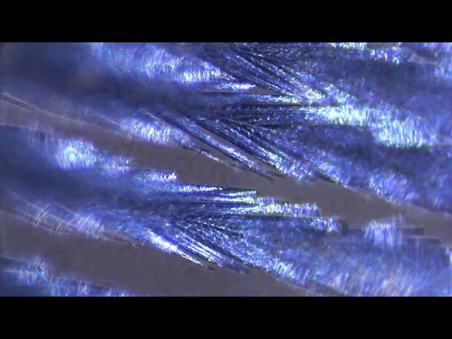 Research Ridealong #7: Microscopy