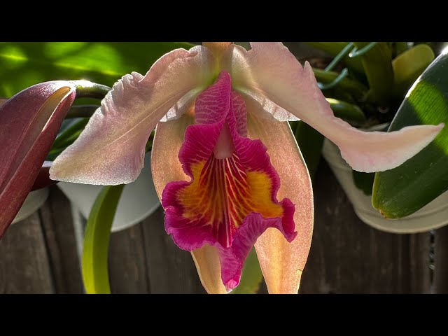 First Time Blooms While Recuperating 😃🎊😃