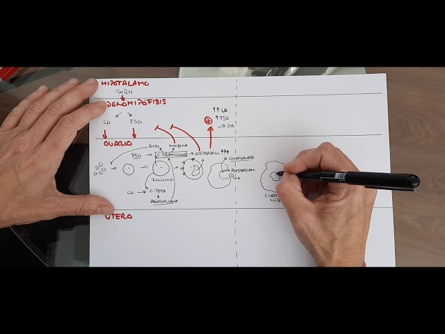 Endocrine system V: female sex hormones - Ovarian cycle