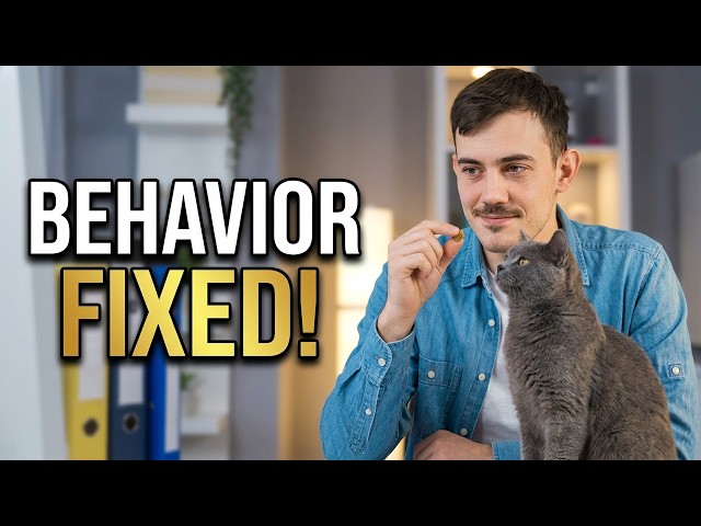 Cat Training: How To Discipline When You Have Cat Behavior Problems