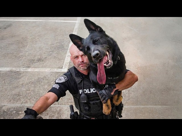 When K9 Dogs Forget They're Supposed to Be Tough 😂