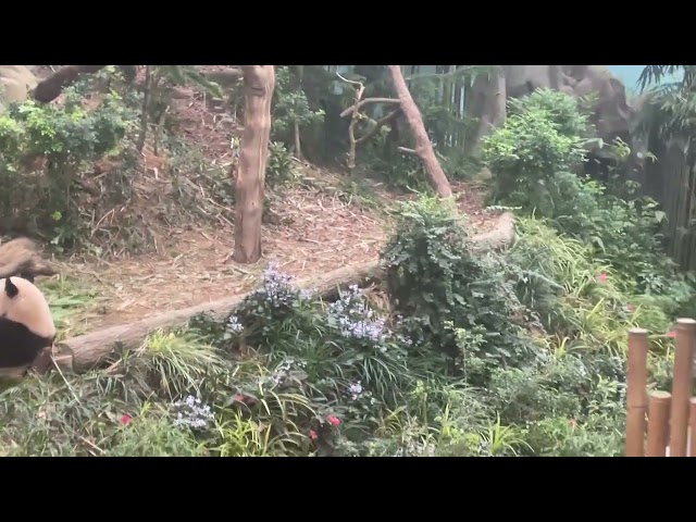 Hilarious Panda eating|Funny video of Panda eating and enjoying food in Singapore Zoo|A day at zoo