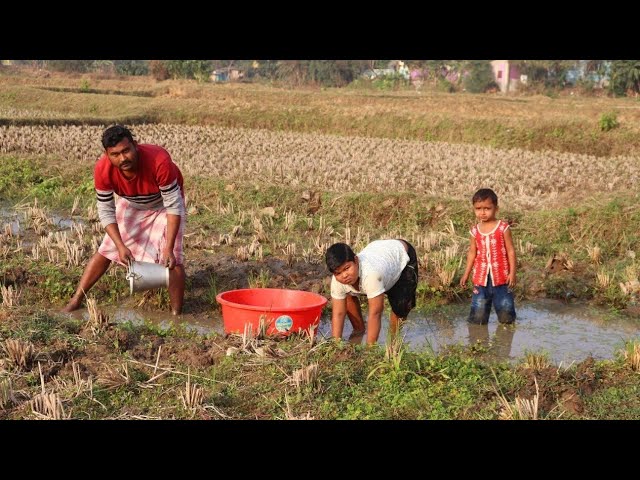 Fishing video || Skilled boys are fishing in the village field || Amazing hand fishing