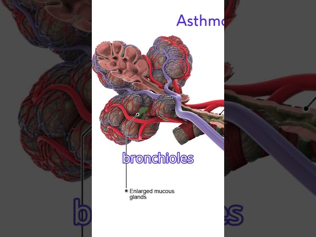 What Is Asthma? – Overview of the Cardiovascular and Respiratory Systems Excerpt