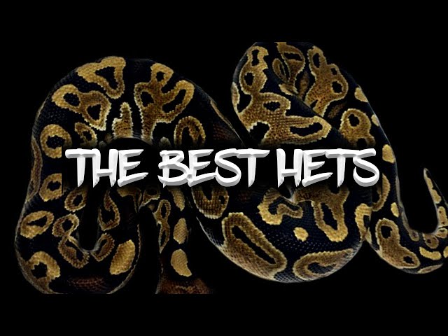 The Best Ball Python 'Hets' for the Money!