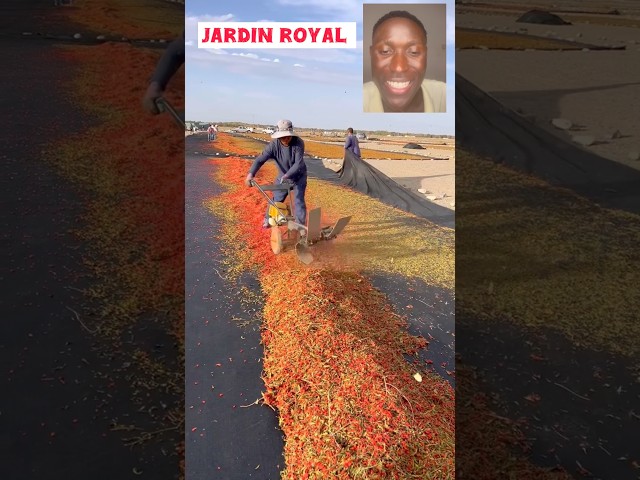 The Incredible Chili Pepper Sorting Machine