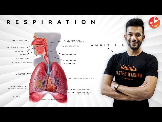 Human Respiratory System (ANIMATED) Class 10th | Life Processes Class 10 Science Biology | CBSE 2024