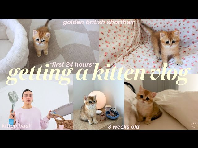 getting a KITTEN vlog🐈🎀 *first 24 hours at home* british shorthair - kitten haul + what to buy