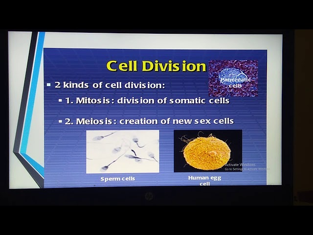 Mitosis and it's phases | Biology