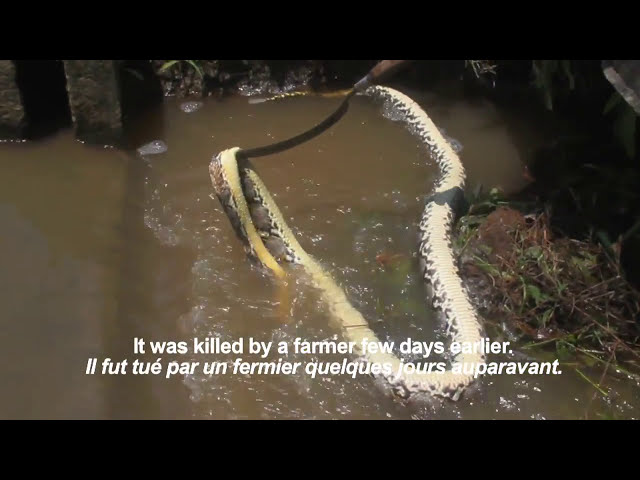 Python réticulé/Reticulated python seen in Bali