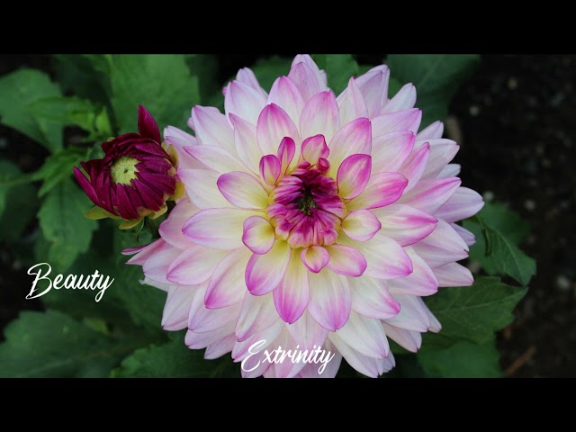 Beauty - Extrinity Original