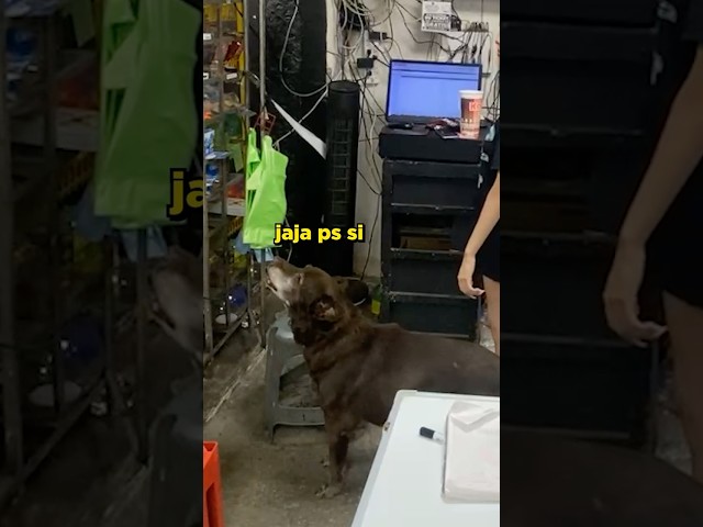 Rockitomvp # #humor #abarrotes #streamer #irl #perros #chakalitos #edomex