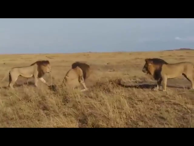 Lolparpit vs Fig Tree pride males Maridadi and Kaka