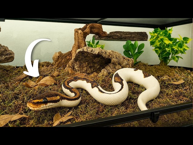YOUR FIRST BALL PYTHON ENCLOSURE BUILD FROM START TO FINISH