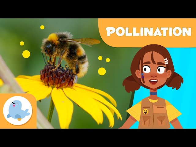 What is POLLINATION? 🐝 🌼 Pollination for Kids 🍓